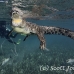crocodile_american_chiq_jar_h_0793_cub3817.jpg